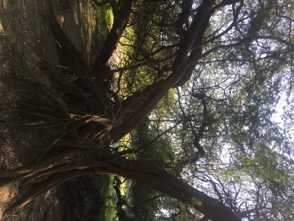 永康糖廠三崁店社遺址、迎曦湖、道爺湖、樹之谷、霞客湖2701610