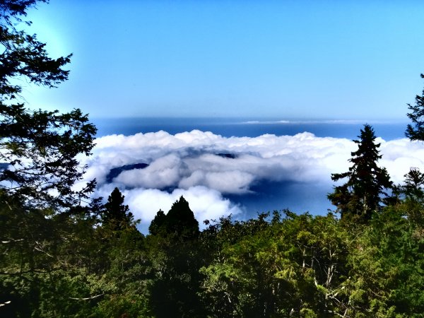 走阿里山神木群棧道，漫步在雲端及迷霧森林416078