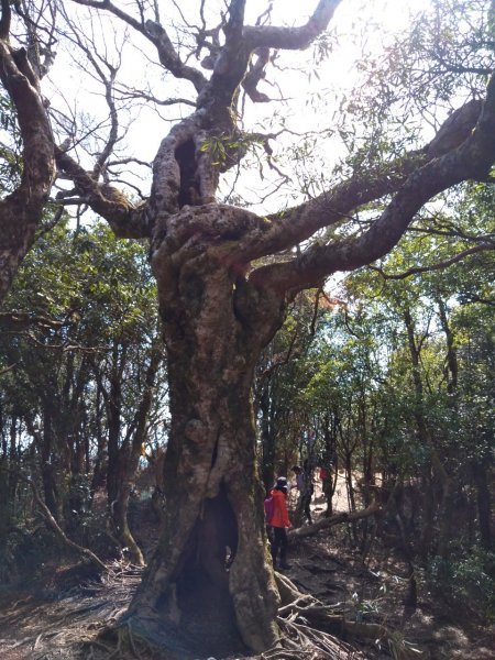 雙鳥縱走+那結山1312845