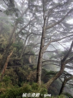 【南投信義】排雲山莊 x#15百岳_玉山西峰3111629