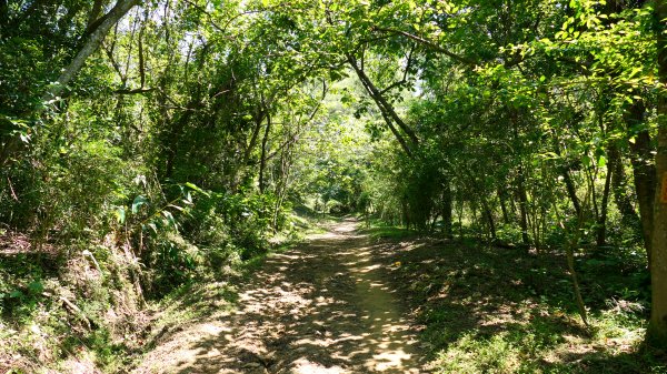 三汀山,苗圃,蝙蝠洞2787347