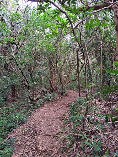 蘭嶼三日遊D2---大天池步道+紅頭森林生態步道+乳頭山步道+情人洞步道202307092217032
