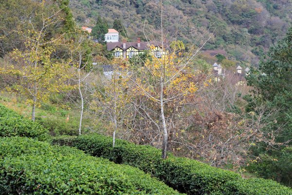 【南投~仁愛】清境農場賞銀杏落羽松楓紅1209046