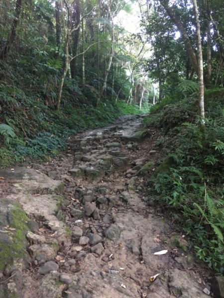 20181026-大凍山初登444946