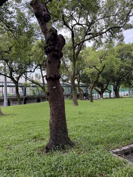 [2026臺北健走趣-06/50] 2026_0712_青年公園3098540