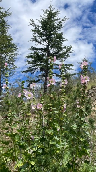 拉薩/布達拉宮-札達/古格王朝遺址皮央東嘎遺址-古寺廟2898505