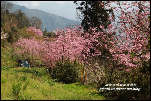 五峰山上人家白蘭部落櫻花開272546