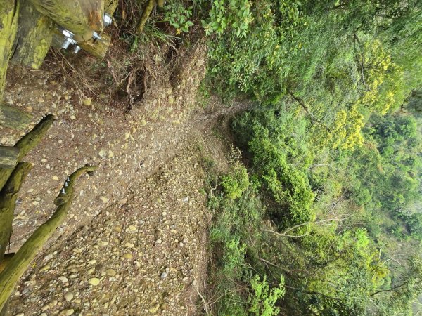 台中大坑4號登山步道2751109