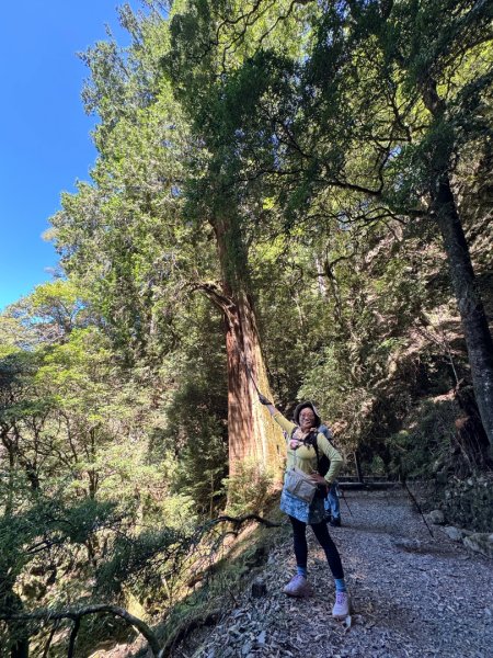 漫遊大雪山森林 訪尋雪山大小神木 快閃天池2922773