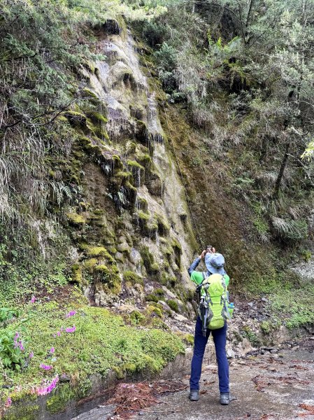 塔塔加楠梓仙溪林道 202506222827099