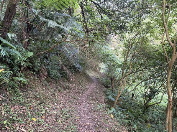 [微笑山線_第八段] 2026_0411 二格山系_西帽子岩3034940