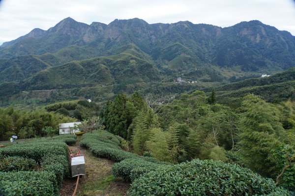 南投 鹿谷 大崙頭山、貓冬望山、樟空倫山、志騰山、竹崙山2993346