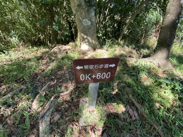 2025微笑山線大縱走尋寶集章任務-Ep.02【大棟山系】百年大榕樹2882274