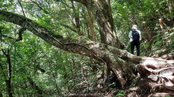 《新竹》遺世古堡｜尖石李崠山登山步道202507182841013