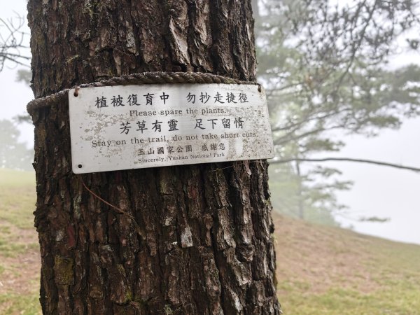 [山海圳_聖山之路_第二段2/4] 2026_0802 星鴉（台灣亞種）3109221