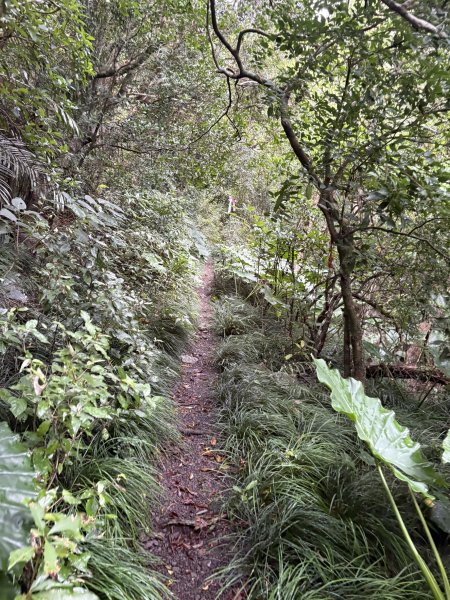 20251129女仍山步道2951784