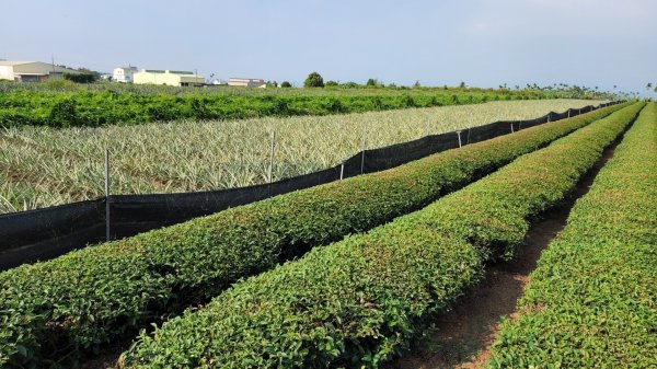 南投松柏坑山，登廟步道，賞茶步道，七星陣地公園，日月潭，彰化石牌坑古道1804681