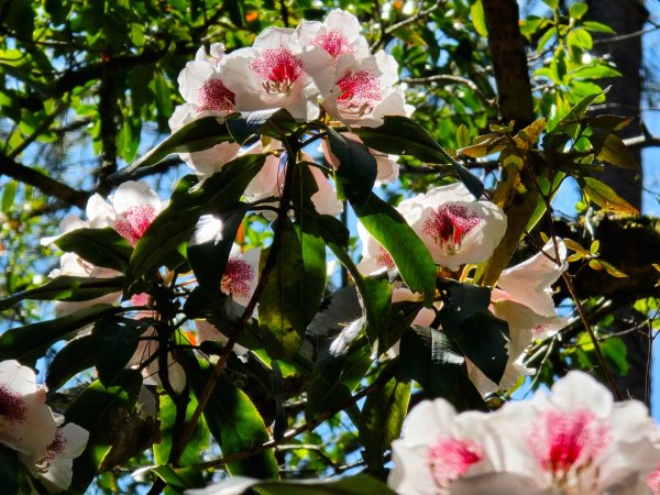 卓社大山〔武界栗栖溪登山口起登〕2748504