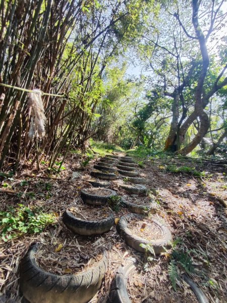 新嶺山步道-大湖頂山-大棟山-鶯歌大榕樹-福源山步道2990668