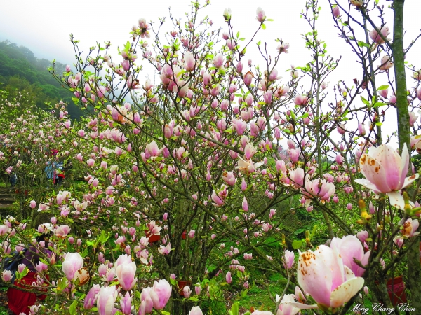 20150307~楓樹湖木蓮花~天元宮還沒開的櫻花15190