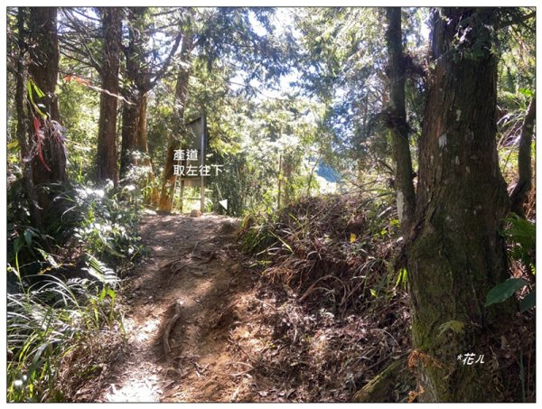 嶺頭山、金柑樹山、忘憂森林 O型一圈2944652