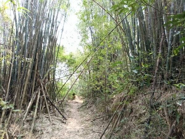 竹東鎮柯子湖山福隆步道稜線路+腰繞路P字走3013367