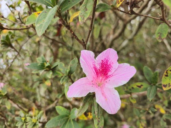 馬那邦山之雲海／雲瀑／楓紅／太陽琉璃光2676356