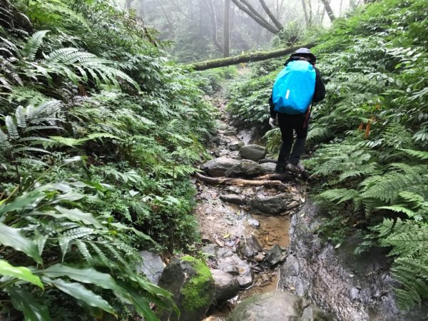 雨後泥灘路上美鹿拔刀爾山460716