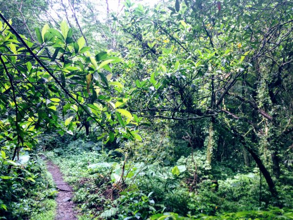 淡蘭古道中路【崩山坑-石空段】640673