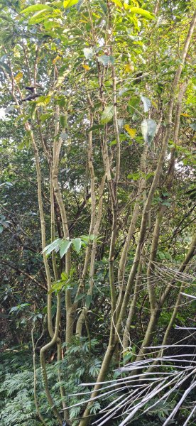 2026-0313 烘爐地步道-南勢角山-紫竹寺3015892