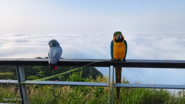 #觀音山 #雲瀑 #雲海 #夕陽 #琉璃光 3/223020071