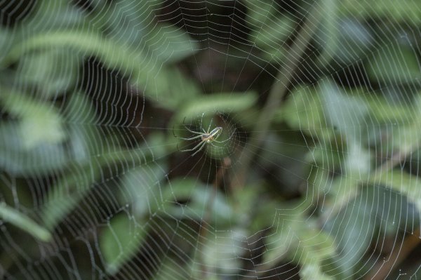 探訪台北溪流之美｜桶後越嶺古道（礁溪-烏來）2911750