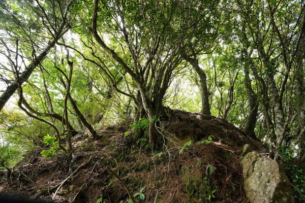新竹 五峰 油羅山、霞山2798291