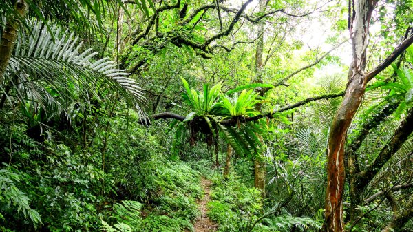 石笋古道,焿子寮古道,松子嶺古道2798333