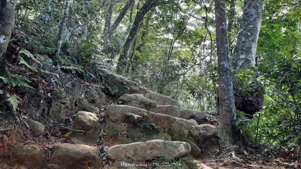 《新竹》斷崖神木｜北得拉曼步道小P繞202510172917497