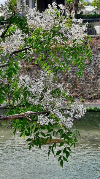 《台中》苦楝樹王｜潮洋溪惠來溪步道生態之旅202303-042124103