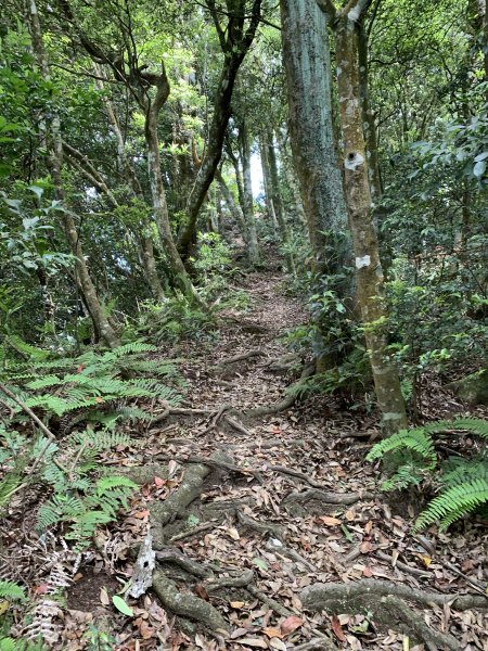 馬武督外鳥嘴山955888