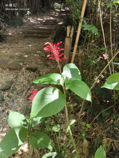 [百山百鳥尋旅-11/15] 2025_0927 大屯主峰-連峰步道_大屯山西峰2899454