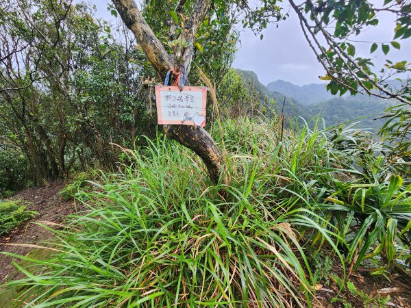 20260308柴寮古道與中坑古道3037797