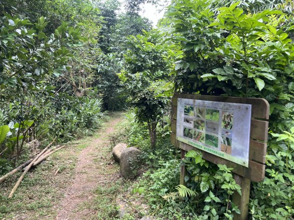 [皮皮獅探險隊-06/10] 2025_0706 四寮溪生態步道2831969