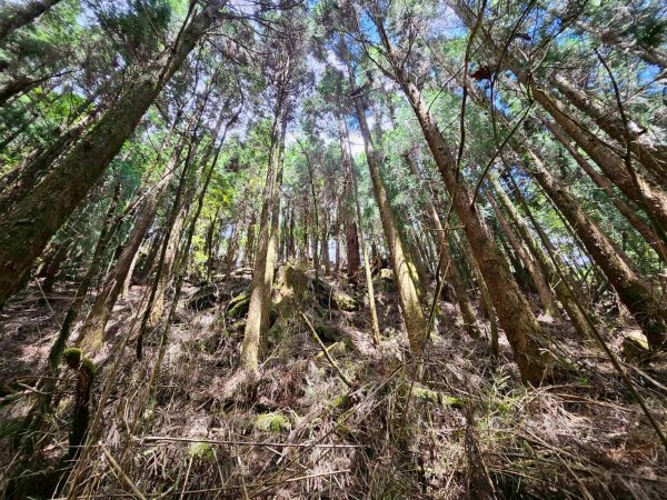 20260528特富野古道舊水山鐵道上北霞山連走東水山、兒玉山3064971