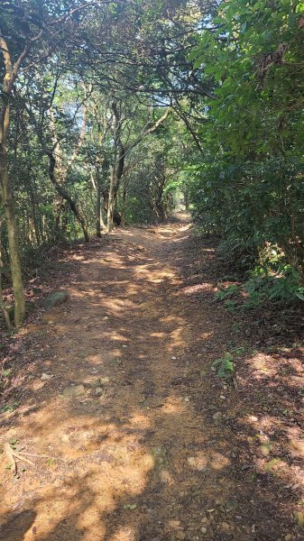 2025-0204 鶯歌_大凍山_三角埔頂山_迴龍2707917