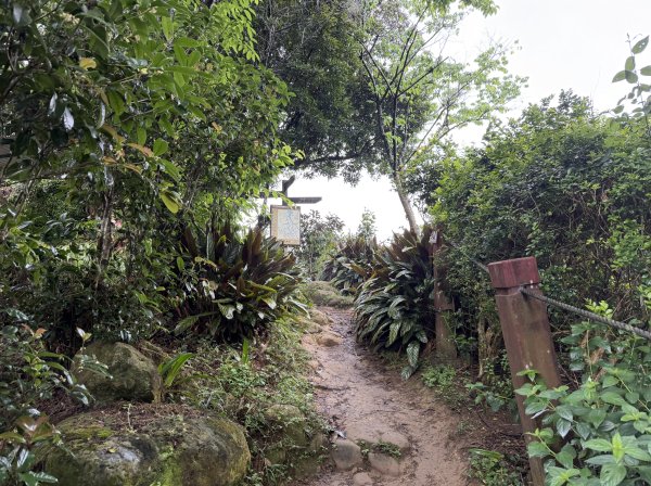 [微笑山線_第三段] 2026_0328 鳶山山系_福德坑山3025578