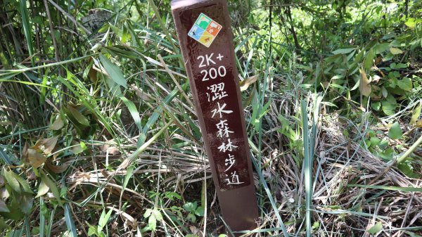 澀水森林步道登山健行趣(步道)2259853