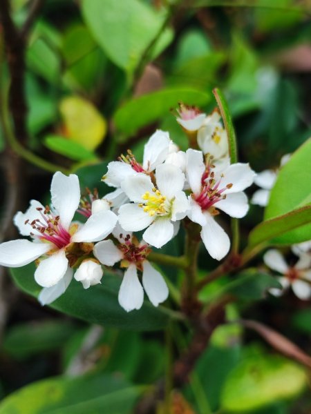 富貴角燈塔老梅綠石槽2781651