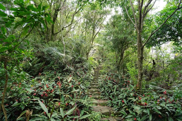 臺北 南港 南港山、拇指山、象、獅、豹、虎、四分里山、茅草埔山2803435