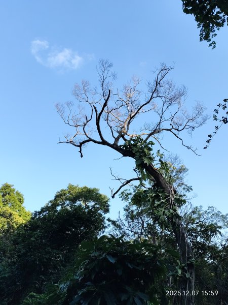 【臺北大縱走 5】碧山巖→忠勇山越嶺步道→金龍產業道路→圓明寺步道→鄭成功廟→潛園→格物台→劍潭古寺2959006