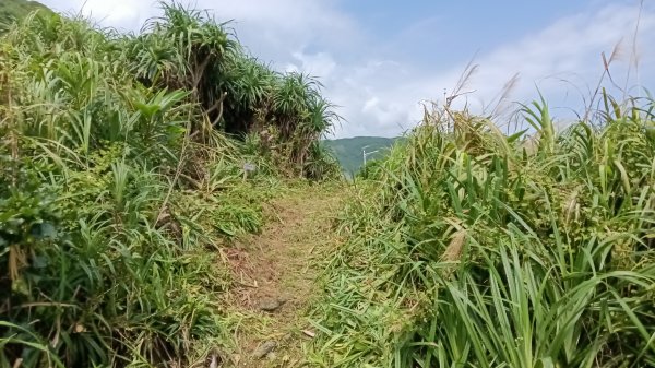 基隆市中山峽谷森林古道-外木山國旗嶺-大武崙山稜O型3117317