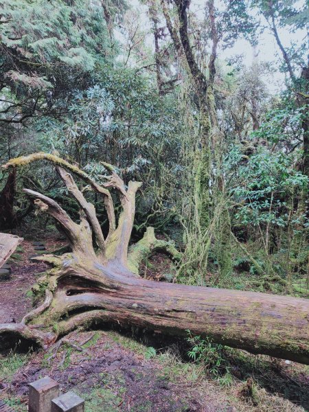 太平山檜木原始林步道1293029