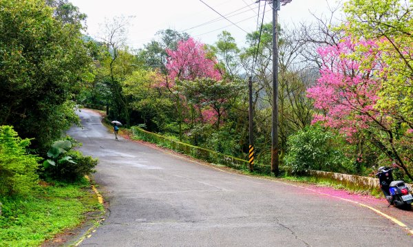 勤進路櫻花3009712